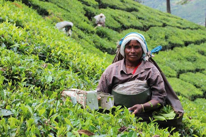 5 Days Private Kerala Tour Package by Saffron India Tours - Day 2: Eravikulam National Park viewpoints, Mattupetty, and Kannan Devan Tea Museum