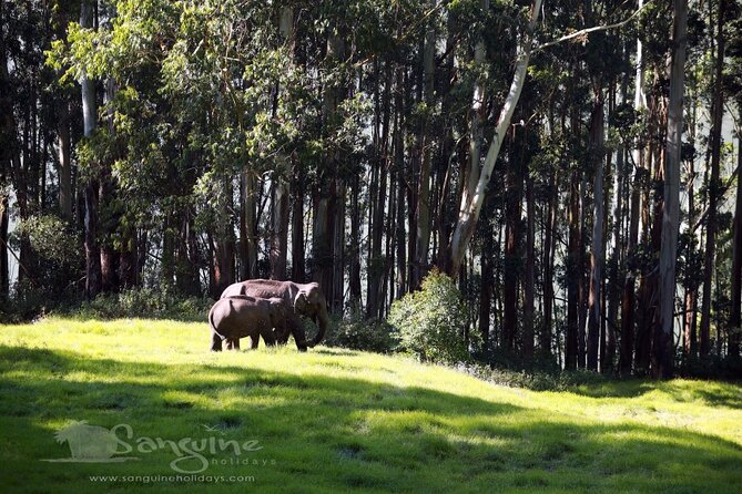 5 Days Private Kerala Tour with Houseboat by Sanguine Holidays - Day 2 in Munnar: Dams, Echoes, Tea, and Eravikulam Park Reality Checks