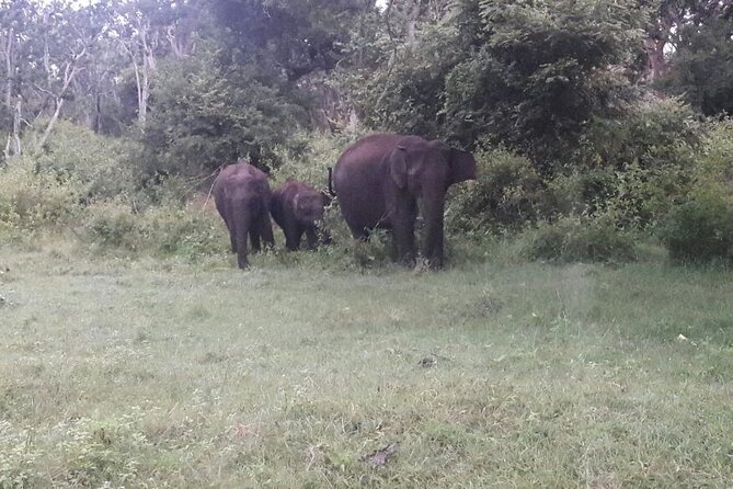 5 Days Private Kerala Tour with Houseboat by Sanguine Holidays - Day 3 in Periyar: Boat Wildlife Viewing at About 3:30 pm