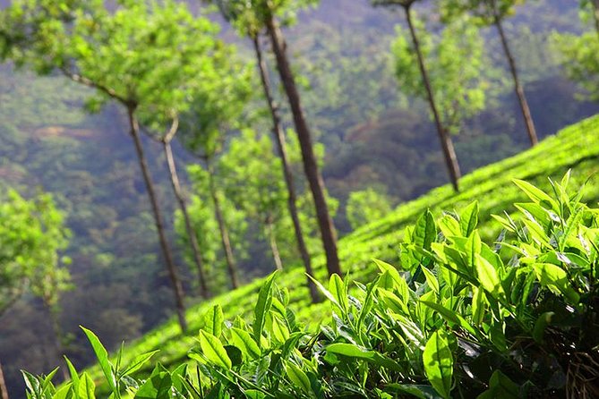 6 Nights 7 Days Kerala Private tour with Hillstations,Backwater &Beaches - Kochi to Munnar: waterfalls and tea estates on Day 1