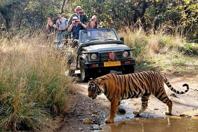 7-Day Golden Triangle Tour with Ranthambore Tiger Safari - Golden Triangle, but with less stress than DIY