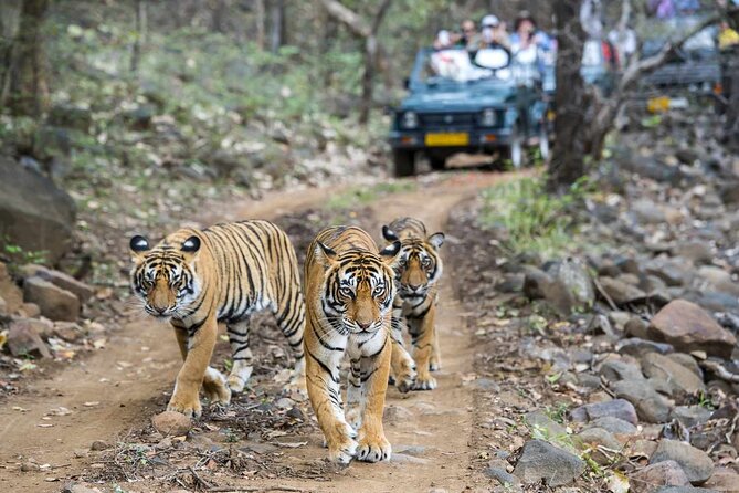 7-Day Golden Triangle Tour with Ranthambore Tiger Safari - Day 5 to Jaipur: Abhaneri Stepwell, then check in and reset