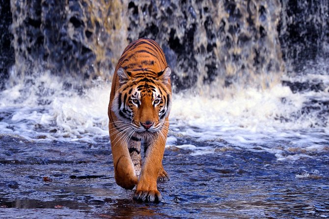 7 Day Golden Triangle Tour with Ranthambore Tiger Tour - Delhi Day 1: Old Delhi rickshaw ride and the New Delhi photo circuit