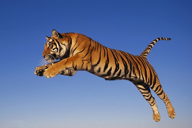 8 Day Golden Triangle Tour with Ranthambore {Taj , Tigers & More} - Jaipur after the safari: temples, monkeys, and the Pink City mood