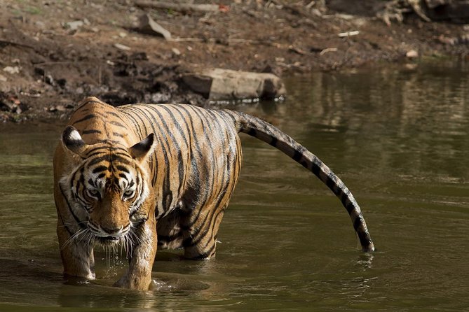 8-Days Golden Triangle & Ranthambore Private Tour - Agra Day 3: Agra Fort and the Mughal story behind the Taj