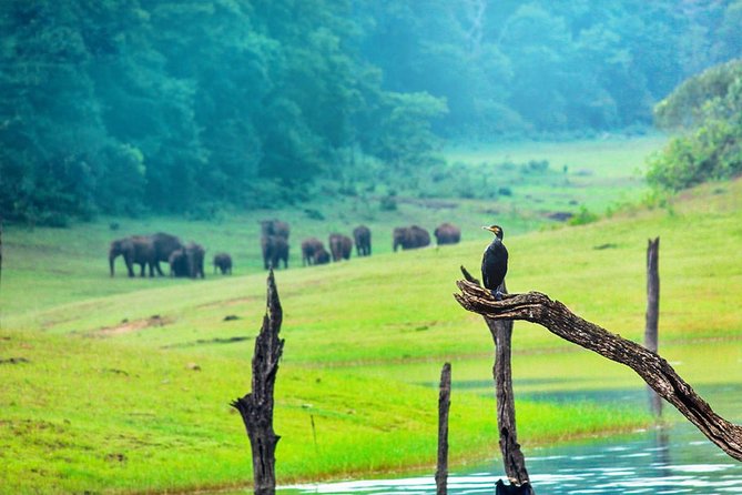 8 Days Kerala Private Tour (3 Star) with Munnar, Houseboat & Cab- Iris Holidays - Kochi to Munnar: a scenic reset with waterfall stops