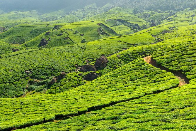 8 Days Kerala Private Tour (3 Star) with Munnar, Houseboat & Cab- Iris Holidays - Alleppey to Kovalam: beach time with sea-bathing-friendly views