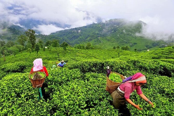8 Days Kerala Private Tour Covering Kochi- Munnar- Periyar- Alleppey and Kovalam - Days 6 and 7: Kovalam Beach Time, Two Full Days Instead of One Quick Touch
