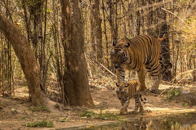 8 Days Private Golden Triangle Tour With Ranthambore - Golden Triangle Plus Ranthambore, without the chaos