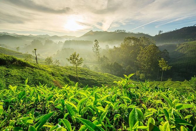 9 Days Private Exotic Kerala Tour - Periyar and Thekkady: wildlife sanctuary time plus the boat ride
