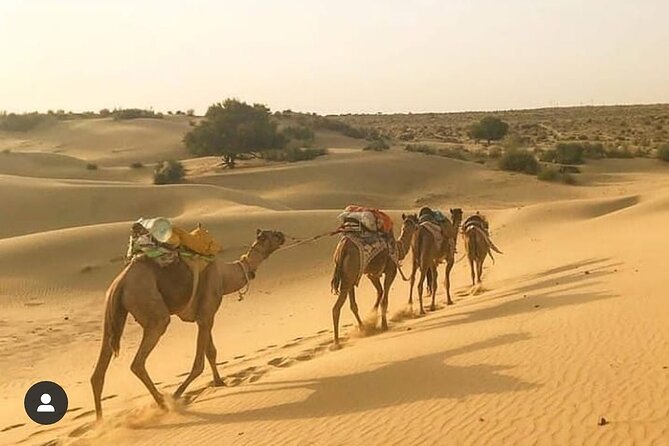 Adventure non touristic camel safari - Thar Desert sunset ride, chai snacks, and the evening camp mood