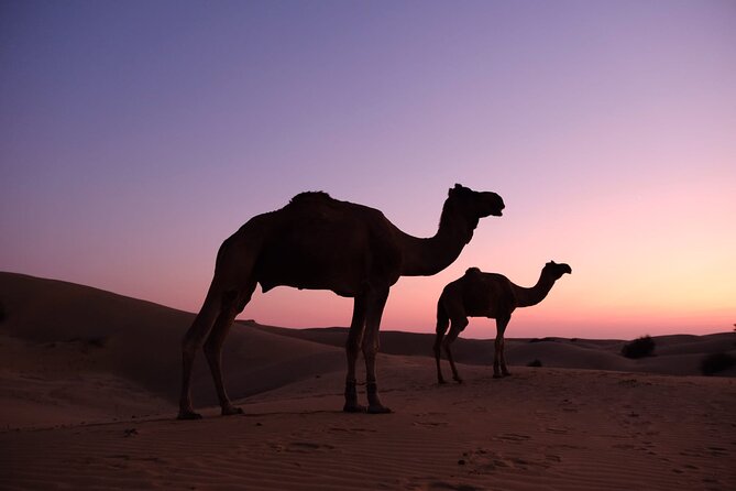 Adventure non touristic camel safari - From Jaisalmer pickup to Kuldhara: your afternoon warm-up
