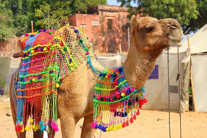 Afternoon Walk Tour with Sunset & Fire Ritual -The Pushkar Route - Key highlights worth planning around