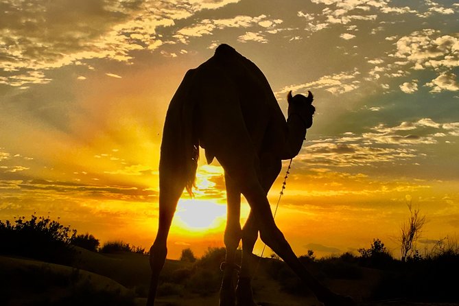 An Overnight Non-touristic Camel Safari (2PM to 11:30 AM Next Day) - Key things I’d watch for