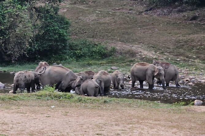 Anakkulam Wild Elephant Visiting(Jeep tour) - Key highlights worth planning for