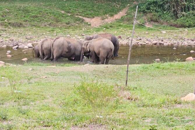 Anakkulam Wild Elephant Visiting(Jeep tour) - Why guide Balu can make or break the day