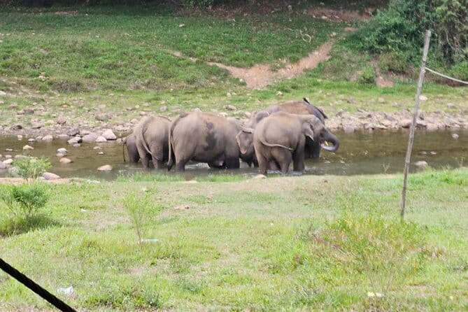 Anakkulam Wild Elephant Visiting(Jeep tour) - Price, timing, and why the 6-person group helps