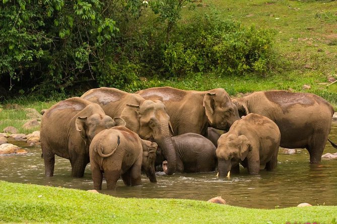 Anakulam Wild Elephant Village life tour ( By Munnar Info) - Key highlights you should care about