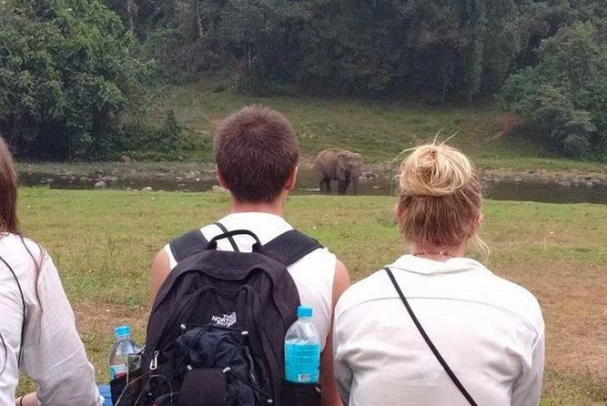 Anakulam Wild Elephant Village life tour ( By Munnar Info) - Lekshmi tea gardens: a quick start that sets the mood