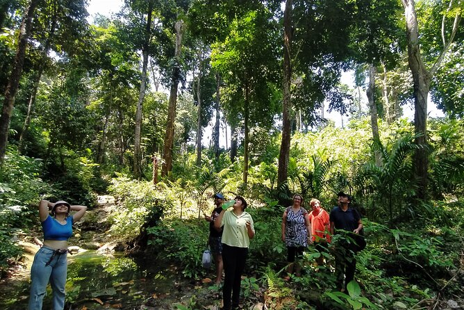 Ancient Lava Stream Trek through dense Tropical forest. - The 1:00 pm Start and What the 2 Hours 30 Minutes Feels Like