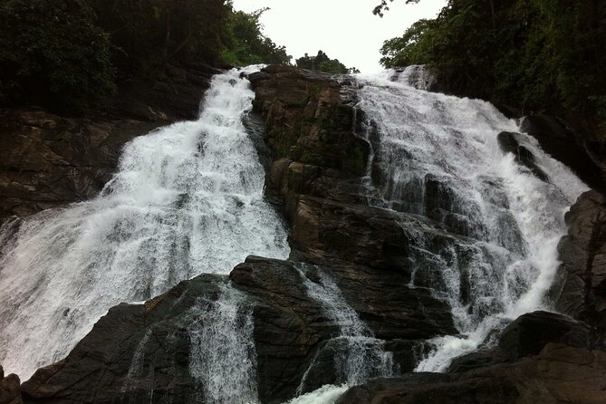Athirapally Waterfalls from Cochin - Sholayar Rainforest vibes: biodiversity, birds, and possible wildlife sightings