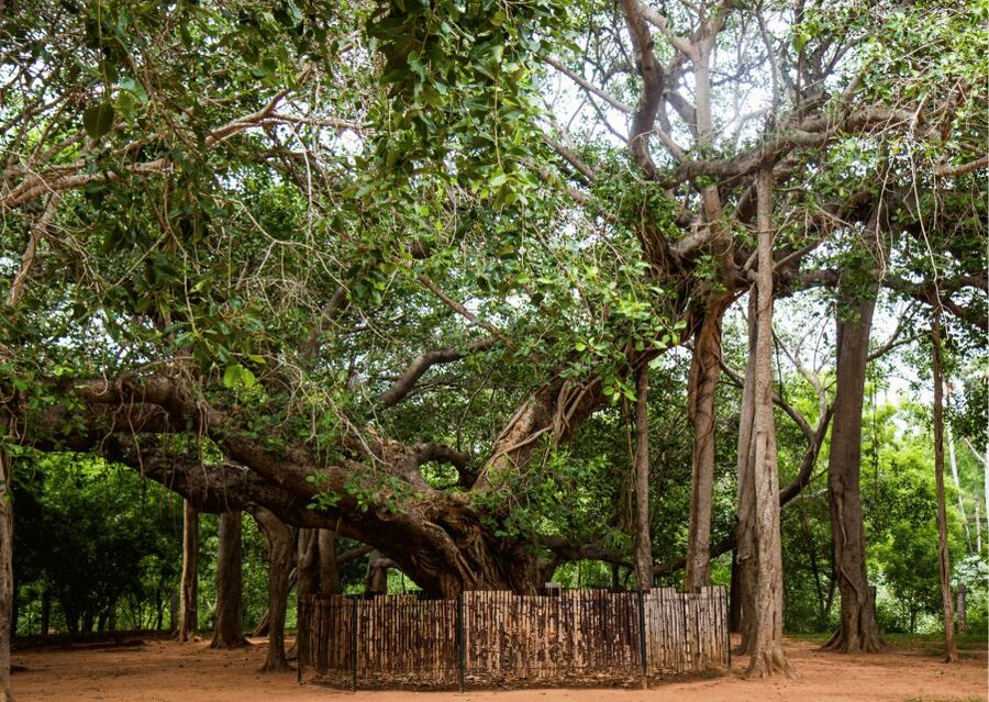 Auroville Guided Walking Tour - Arts and Culture Centres: Mindfulness and Creative Activities You Can Actually See