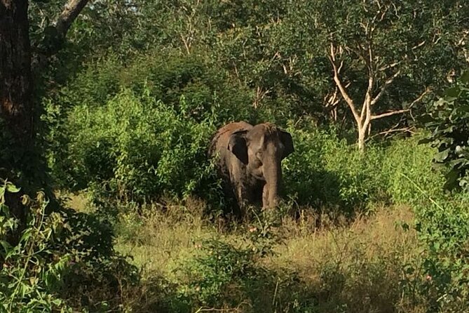 Bandipur wildlife and Mysore experience in 2 days from Bangalore - Bandipur and Mysore in Two Days: Why This Weekend Plan Works