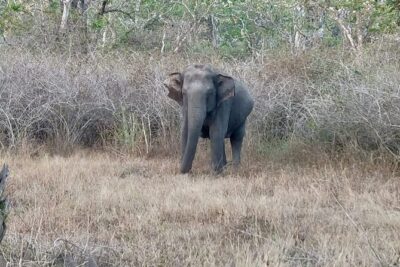 Bandipur wildlife and Mysore experience in 2 days from Bangalore