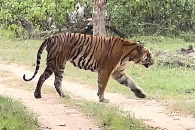 Bandipur wildlife and Mysore experience in 2 days from Bangalore - Ranganathittu Bird Sanctuary Boat Safari on the Cauvery: Birds From the Water