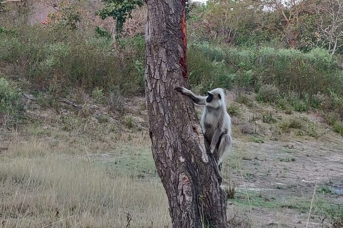 Bandipur wildlife and Mysore experience in 2 days from Bangalore - Guides and Local Partnerships: Why This Feels More Than Transport