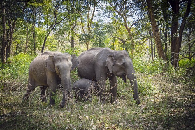 Bangalore to Nagarhole National Park: Wilderness Retreat - Key highlights you should know before you go
