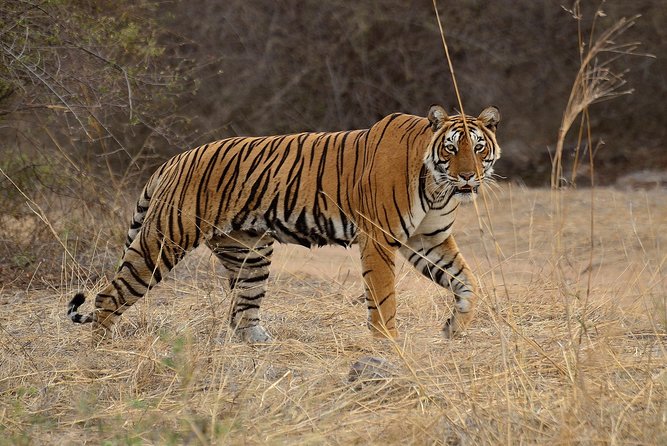 Bangalore to Nagarhole National Park: Wilderness Retreat - Nagarhole and Kabini: what you’re really paying for