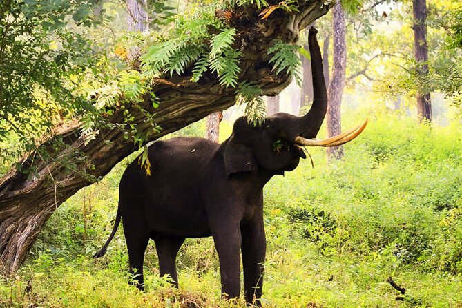 Bangalore to Nagarhole National Park: Wilderness Retreat - Jeep versus Canter: what availability really means