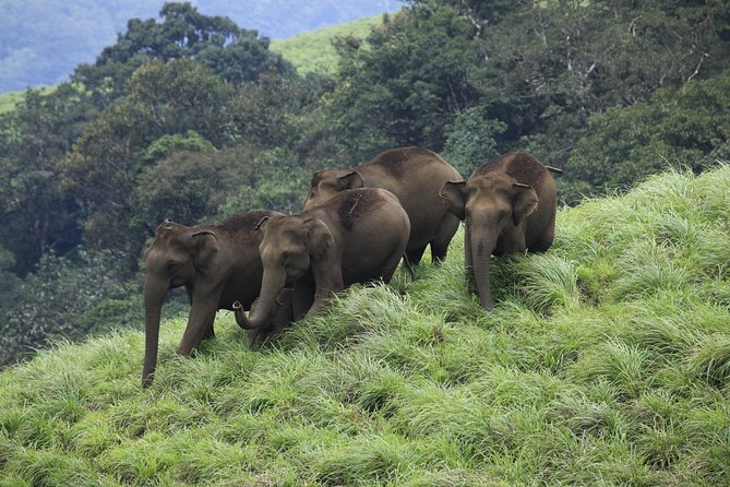 Best of Kerala Tour Package 7 nights / 8 days by Sanguine Holidays - How this Kochi to Trivandrum plan actually works