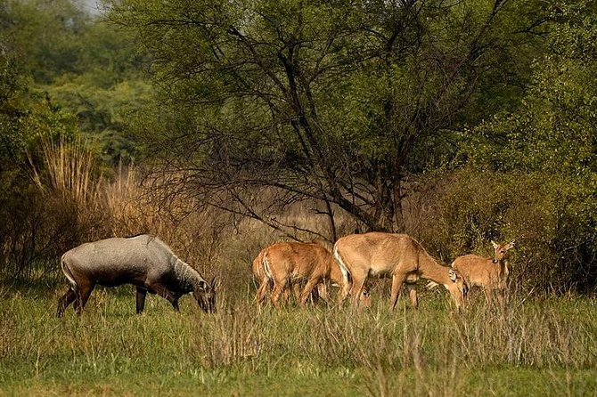 Bharatpur Bird watching & Wildlife from Delhi - Keoladeo National Park by rickshaw, the viewing style that works