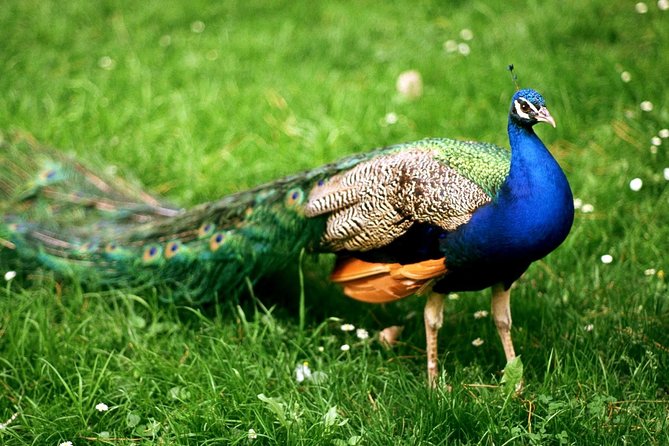 Bharatpur Bird watching & Wildlife from Delhi - Keoladeo bird watching expectations: 350-plus species and more
