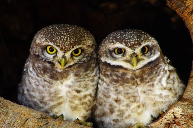 Bharatpur Bird watching & Wildlife from Delhi - Who this tour fits best