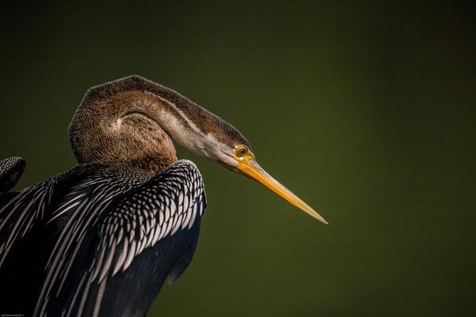 Bharatpur Bird watching & Wildlife from Delhi - A few practical tips before you go