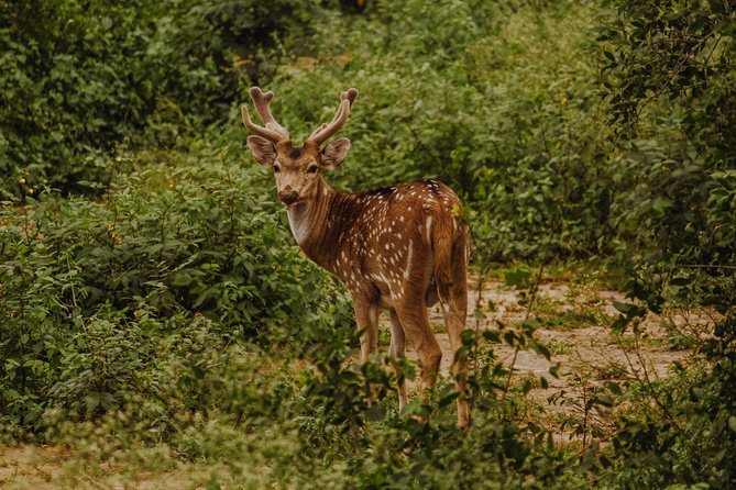 Bharatpur Bird watching & Wildlife from Delhi - How the Delhi to Bharatpur day really runs (6:30 am to evening)