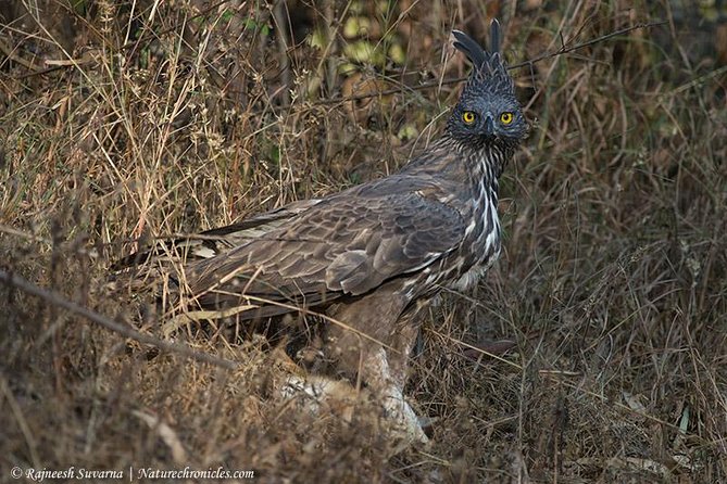 Birding & Bird Photography tour in Bangalore - Key Highlights Worth Your Attention