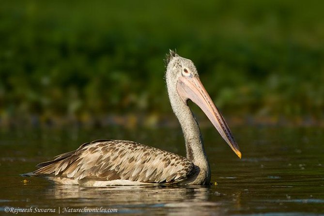 Birding & Bird Photography tour in Bangalore - Nandi Hills: Open Views for Birds on the Move