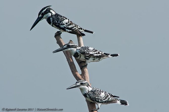 Birding & Bird Photography tour in Bangalore - Your Private Local Birder Guide, Including Rajneesh