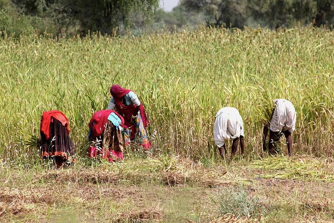 Bishnoi Village Safari - Bishnoi in Marwar: why this village safari feels different