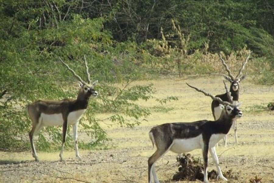 Bishnoi Village Safari Private Half Day Tour - Key things I’d watch for before you go