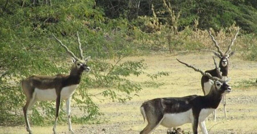 Bishnoi Village Safari Private Half Day Tour - Kakani block printers village: where craft is the main event