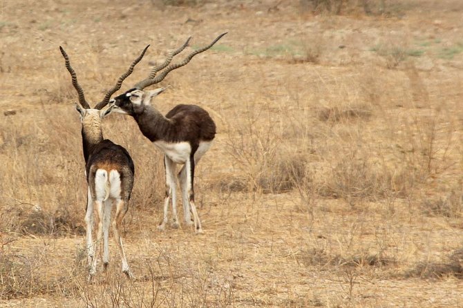 Bishnoi Village Safari - Pickup, timing, and what the 4 hour plan really includes