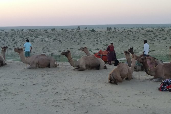 Camel Safari - Key things to know before you go