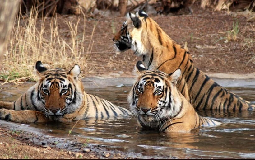 Canter Safari: Skip-the-line Entry Ranthambore Tiger Reserve - Key moments worth your attention