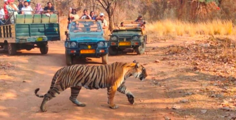 Canter Safari: Skip-the-line Entry Ranthambore Tiger Reserve - Canter Safari vs. Private Jeep, and why value matters