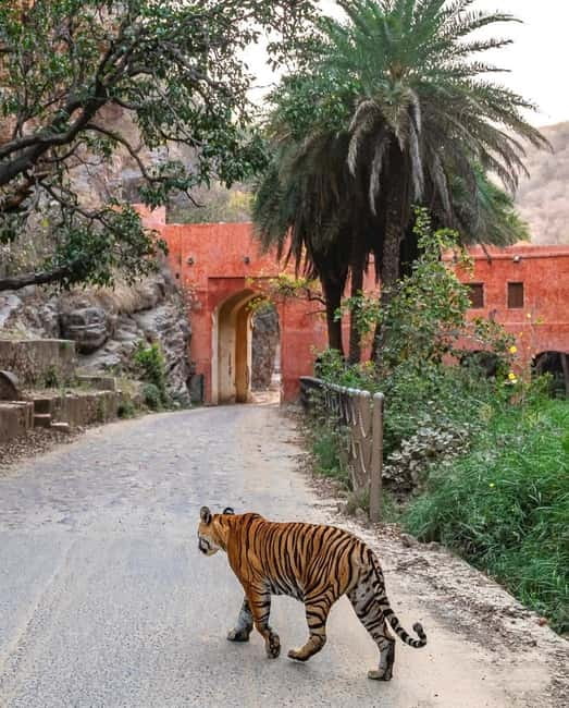 Canter Safari: Skip-the-line Entry Ranthambore Tiger Reserve - Beyond tigers: what you might see on this 3.5-hour drive